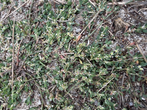Polygonum arenastrum, photograph 4