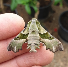 Proserpinus proserpina