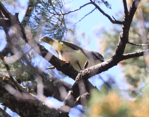 Yellow-rumped Thornbill
