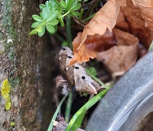 Convolvulus Hawkmoth