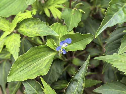 Benghal Dayflower