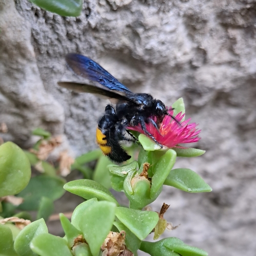 Scolia hirta