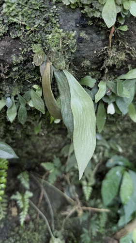 Antrophyum observed 2026-09-12