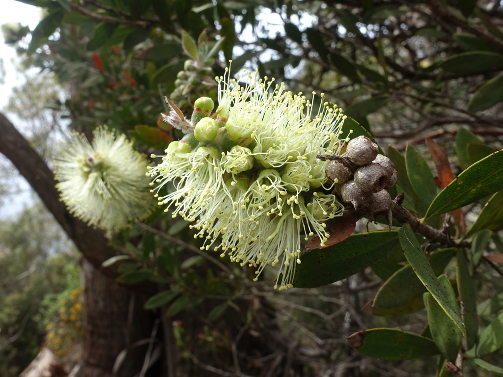Melaleuca pallida; photograph author not stated, no rights reserved