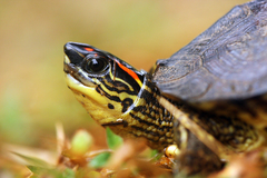 Rhinoclemmys punctularia