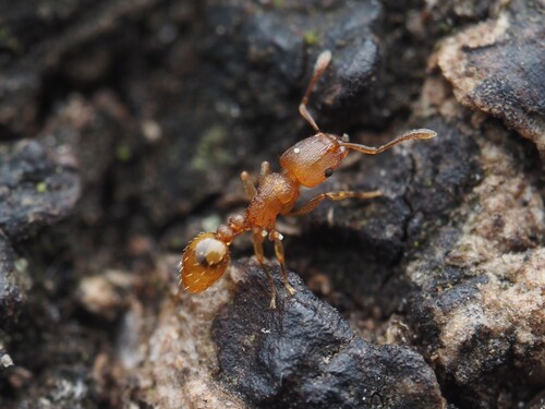 Tetramorium simillimum observed 2026-09-12