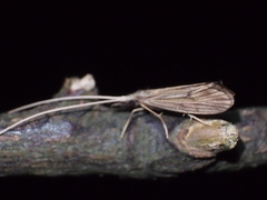 Leptoceroidea