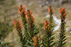 Siphocampylus tupaeformis