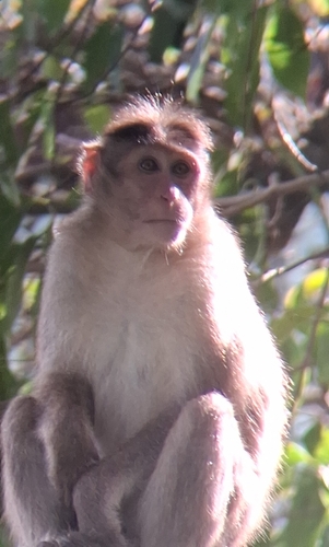 Bonnet Macaque