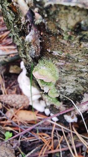 Mossy Maze Polypore