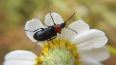 Heliotaurus ruficollis