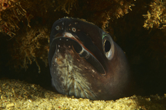 Conger verreauxi