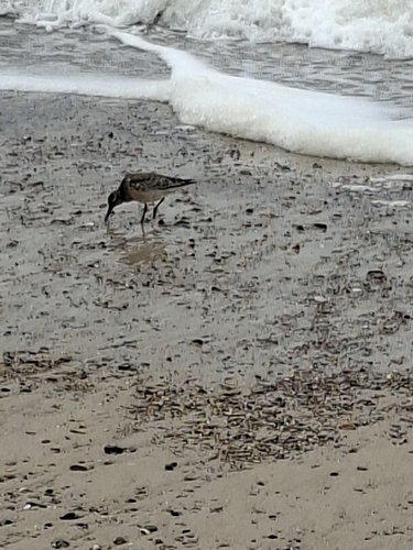 Red Knot