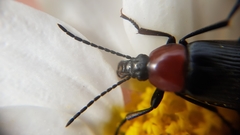 Heliotaurus ruficollis