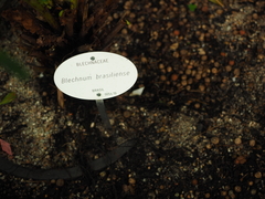 Blechnum brasiliense