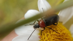 Heliotaurus ruficollis