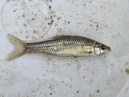 Topmouth Gudgeon