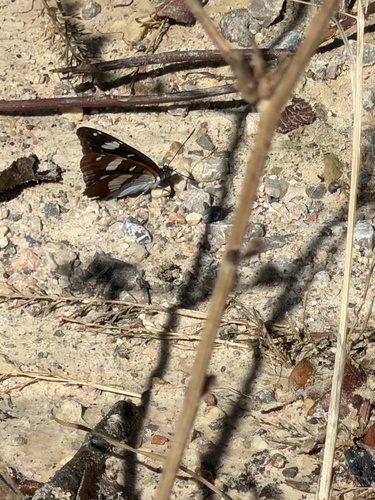 Southern White Admiral