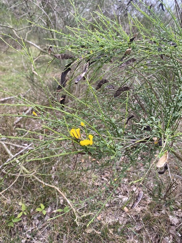 Scotch Broom