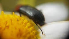 Heliotaurus ruficollis
