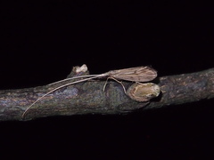 Leptoceroidea