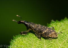 Peribleptus scalptus