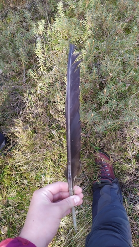 Plume de Cigogne noire
