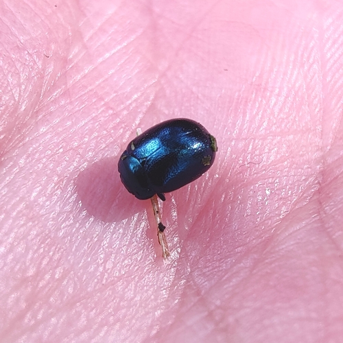 Chrysolina varians