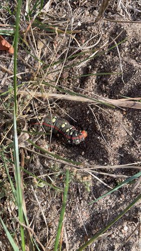 Leafy Spurge Hawkmoth