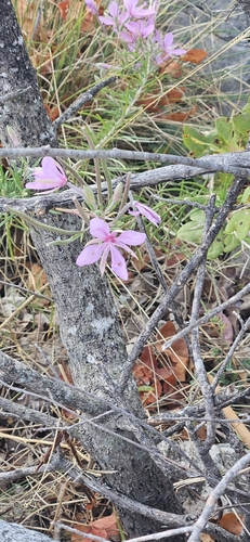 Rosemary-leaved Willowherb
