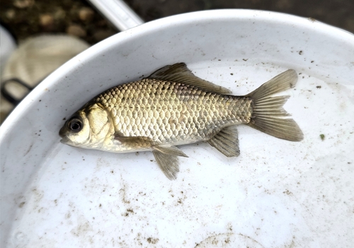 Goldfish