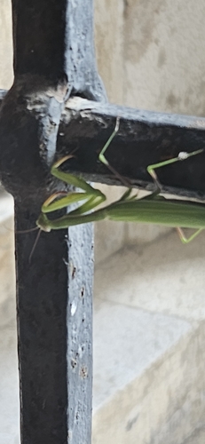 European Mantis