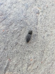 Lacon punctatus