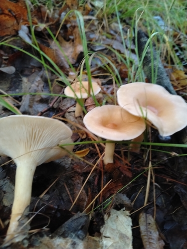 Common Funnel
