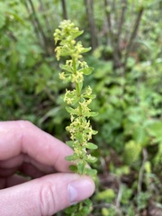 Cruciata