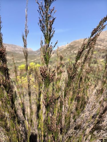 Rhodocoma capensis