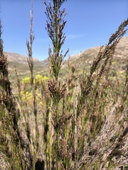 Rhodocoma capensis