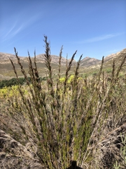Rhodocoma capensis, photograph author not stated, no rights reserved