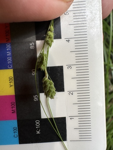 Carex swanii, photograph 6