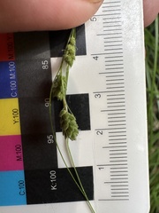 Carex swanii, photograph (c) Jaime McGuigan, some rights reserved (CC BY)
