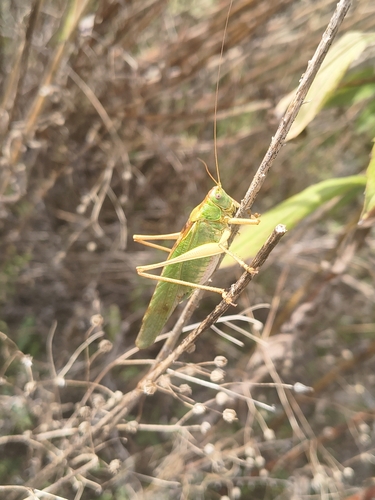 Great Green Bush-cricket