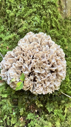 Sparassis brevipes