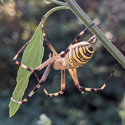 Wasp Spider