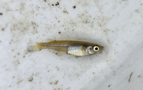 Chinese Rice Fish