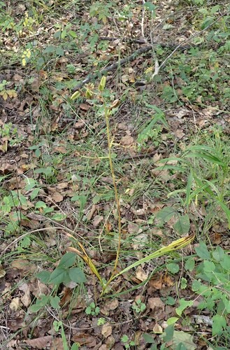 Veratrum maackii observed 2026-09-12