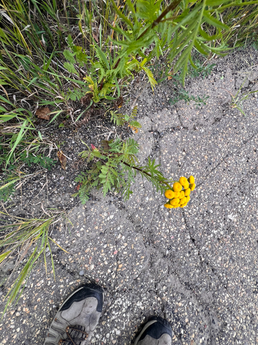 tansy