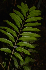 Cupaniopsis baileyana