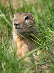 Urocitellus undulatus