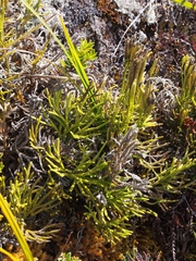 Diphasiastrum thyoides