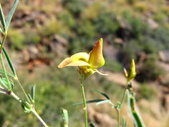 Crotalaria damarensis